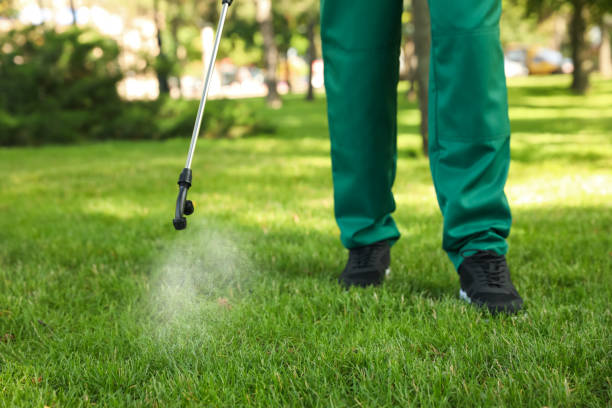 Best Termite Control Services  in Dania Beach, FL