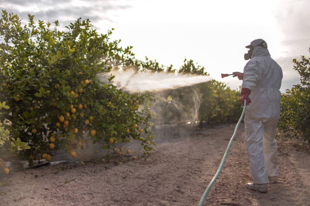 Best Affordable Pest Control Services  in Dania Beach, FL