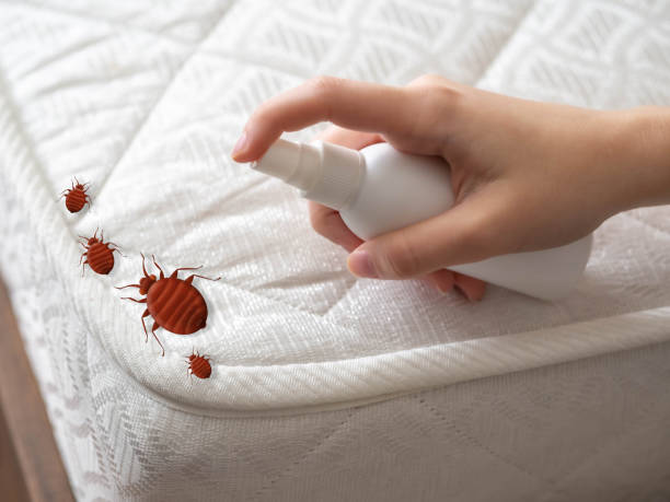 Best Local Pest Control Services  in Dania Beach, FL